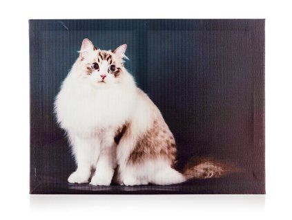 obraz KOČKA 40x30x2cm 35 24998
