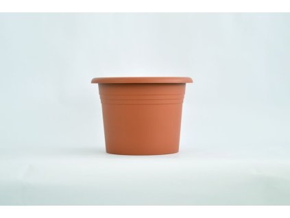 obal d25cm Narcis TER